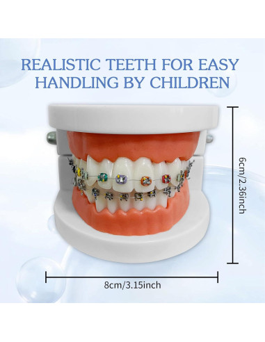 Modelo Dental Ortodontico Ceonam JY+YT con Brackets Coloridos