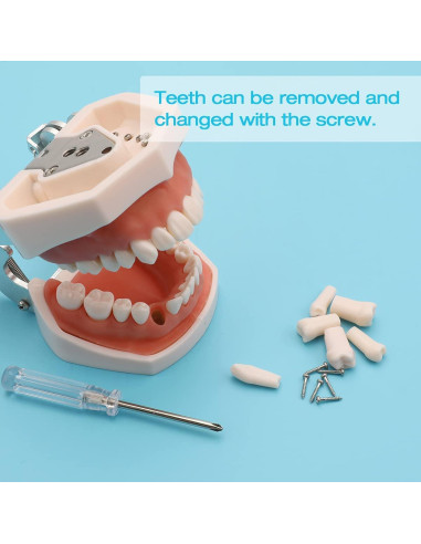 Modelo de Dientes ANNWAH Dental Typodont 32 Dientes Desmontable