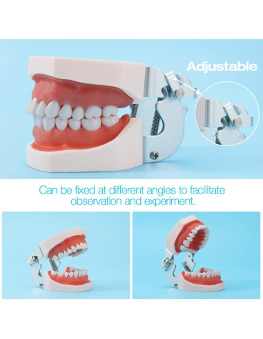Modelo de Dientes ANNWAH Dental Typodont 32 Dientes Desmontable
