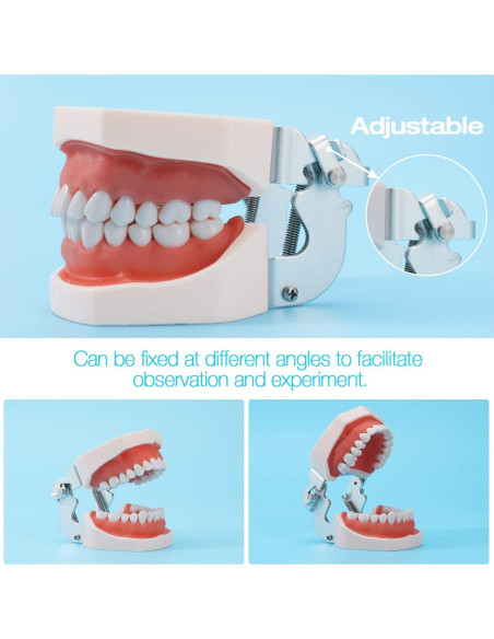 Modelo de Dientes ANNWAH Dental Typodont 32 Dientes Desmontable