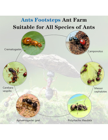 Kit Terrario Hormigas Ants Footsteps 9.91x20.81 cm