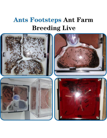 Kit Terrario Hormigas Ants Footsteps 9.91x20.81 cm