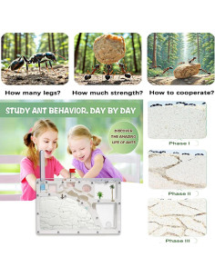 Castillo de Hormigas - Kit de Observación Grande - 1,06 kg 2