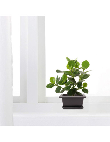 15 Macetas Cuadradas ZEONHEI 11.94 cm para Bonsái