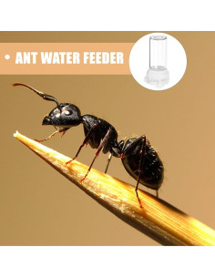 Alimentador de Agua para Hormigas Ipetboom 2pcs 10ml 2