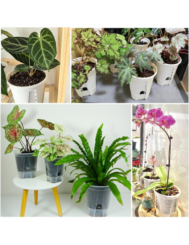 Macetas Autorriego Bouqlife 15 cm Transparentes Paquete de 4