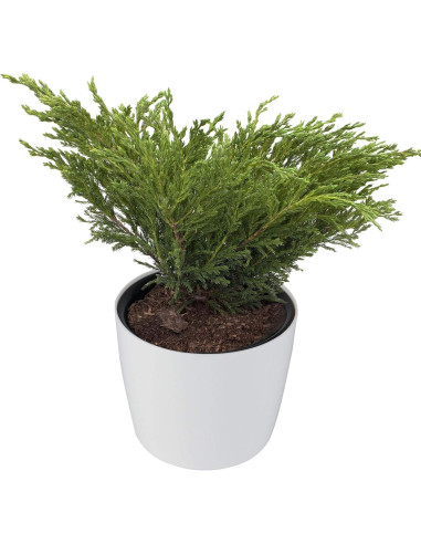 Macetas Autorriego ZOENHOU 4 Piezas 18 cm Blancas