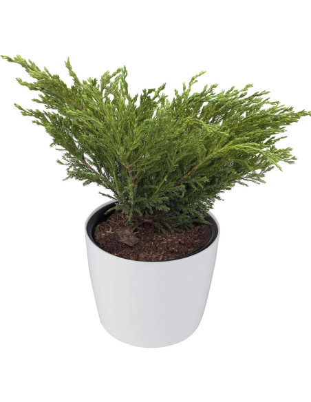 Macetas Autorriego ZOENHOU 4 Piezas 18 cm Blancas