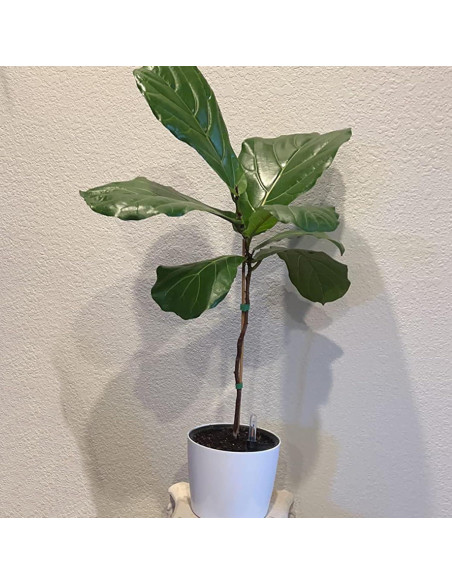 Macetas Autorriego ZOENHOU 4 Piezas 18 cm Blancas