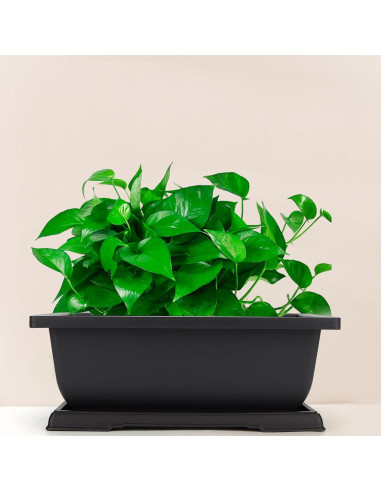 Macetas de Plástico MANCHAP 3 Pack 29x21 cm para Bonsai