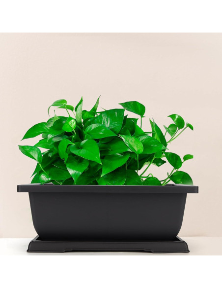 Macetas de Plástico MANCHAP 3 Pack 29x21 cm para Bonsai