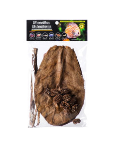 Kit de Botánicos Bioactivos Galápagos - 9 Conos Casuarina y 5 Hojas Catappa