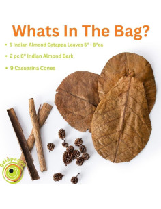 Kit de Botánicos Bioactivos Galápagos - 9 Conos Casuarina y 5 Hojas Catappa 2