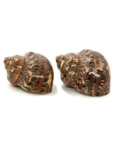 Conchas Turbo Marrones Nautical Crush Trading 4.4-5.1cm