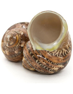 Conchas Turbo Marrones Nautical Crush Trading 4.4-5.1cm 2