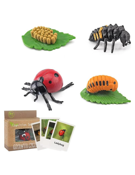 Modelo Ciclo de Vida de Mariquita Luoxun con 4 Figuras