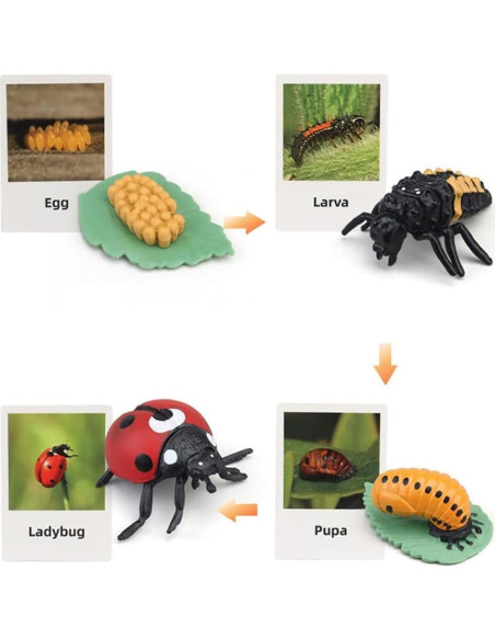 Modelo Ciclo de Vida de Mariquita Luoxun con 4 Figuras