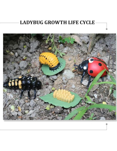 Modelo Ciclo de Vida de Mariquita Luoxun con 4 Figuras