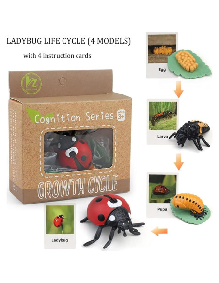 Modelo Ciclo de Vida de Mariquita Luoxun con 4 Figuras