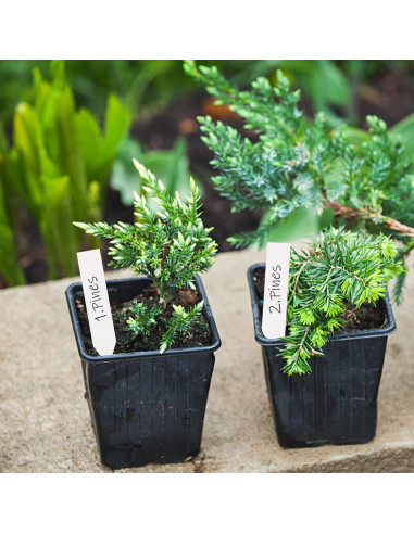 Etiquetas de Plantas Blancas 1000 Pcs Foraineam 10x2 cm