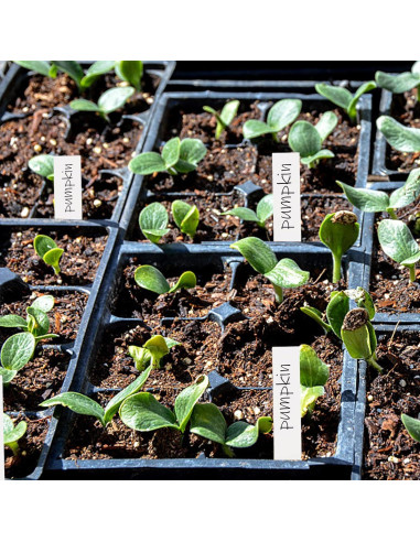 Etiquetas de Plantas Blancas 1000 Pcs Foraineam 10x2 cm