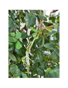 Cinta de Injerto HAINANSTRY 2 PCS 3 cm x 100 m Verde 2