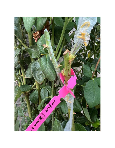 Cinta de Injerto HAINANSTRY 2 PCS 3 cm x 100 m Verde