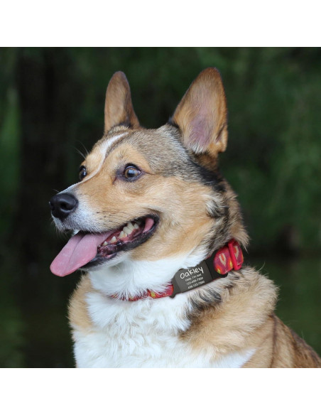 Etiqueta de Identificación Mascotas Anavia Acero Inoxidable Grande