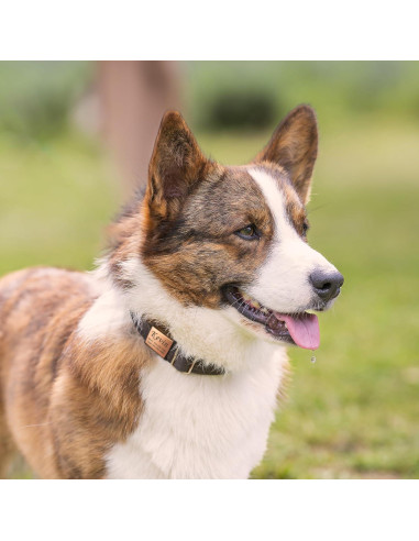 Etiquetas de Identificación Mascotas Anavia Acero Inoxidable S/M Negro