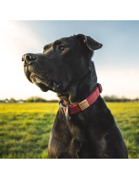Etiquetas de Identificación Mascotas Anavia Acero Inoxidable S/M Negro