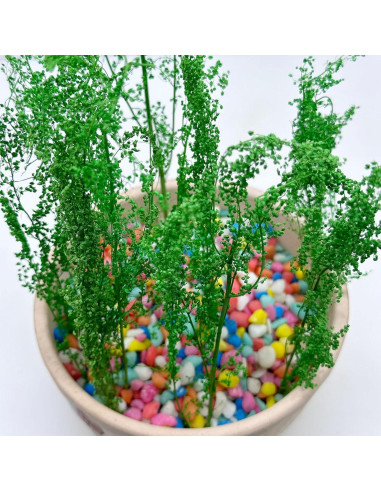 Arbustos en Miniatura Woohome 2 Colores para Paisajismo