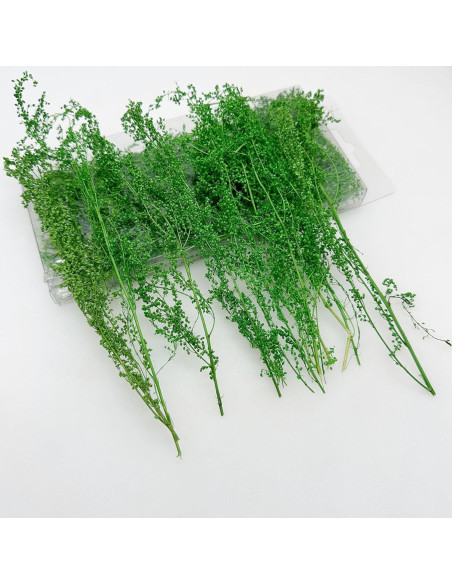 Arbustos en Miniatura Woohome 2 Colores para Paisajismo