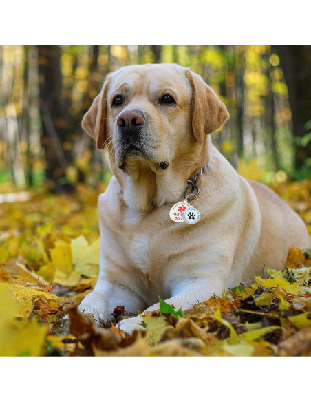 Etiqueta de perro personalizada MYDEERYOO con código QR