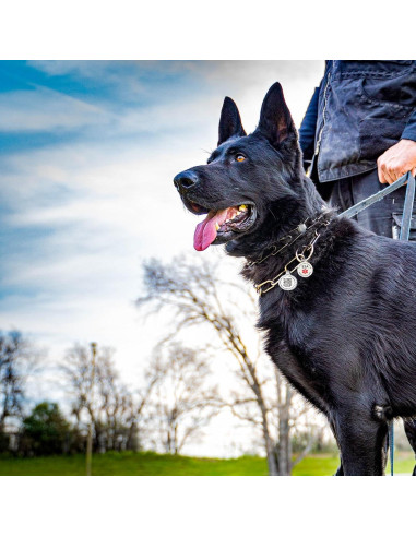 Etiqueta de perro personalizada MYDEERYOO con código QR