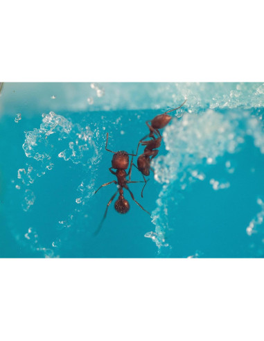 Fábrica de Hormigas Educational Insights 5144 con LED y gel