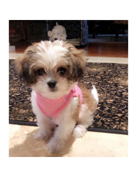 Arnés para Perros Pequeños Snazzi Pet Rosa XS 0.91-1.81 kg