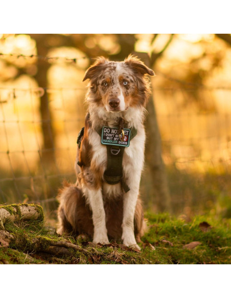 Arnés para Perros Rabbitgoo Táctico Ajustable Negro S
