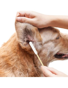 Hisopos de Algodón Ecológicos para Limpieza de Oídos de Perro - 200pcs 2