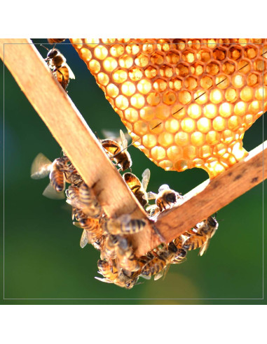 Miel Orgánica Madhava Sin Filtrar 340g - Paquete de 6