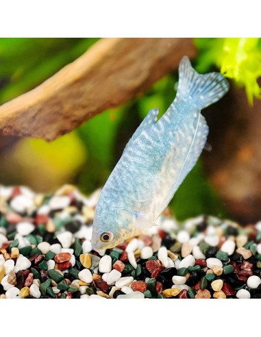 Cayway Piedras Naturales y Arena para Plantas 1.1kg