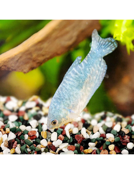 Cayway Piedras Naturales y Arena para Plantas 1.1kg