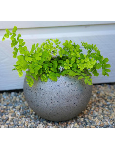 Maceta Esférica de Concreto Happy Trees 20 cm para Plantas 2