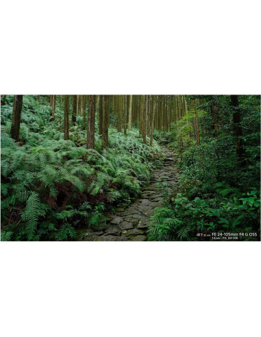 Lente Zoom Sony FE 24-105mm F4 G OSS para Cámaras E