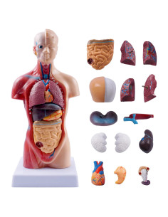 Modelo de Torso Humano Breesky 15 Piezas 13.7x8.6 cm