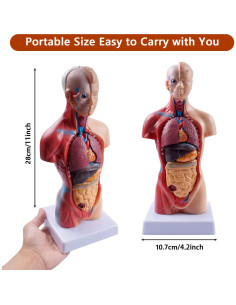 Modelo de Torso Humano Breesky 15 Piezas 13.7x8.6 cm 2