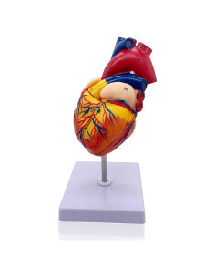 Modelo de Corazón Humano Basook - 34 Estructuras Anatómicas
