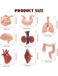 Modelo de Cuerpo Humano 3D VICROIC - 8 Piezas para Estudio 2