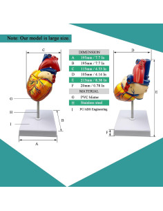 Modelo de Corazón Humano Basook - 34 Estructuras Anatómicas 2