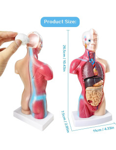 Modelo de Torso Humano Anatómico New Horizon 27 cm 15 Piezas 2