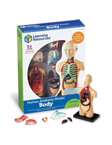 Modelo del Cuerpo Humano Learning Resources 31 Piezas 3D